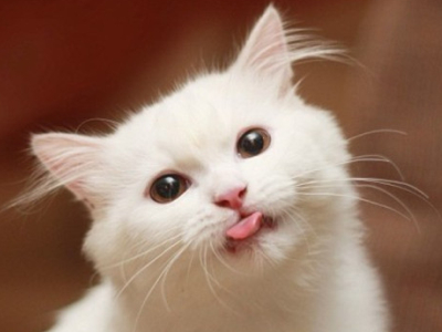 配图片的扣扣说说：对你最好的那个人，往往是最好欺负的人